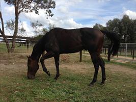 Flash Black in the spelling paddock